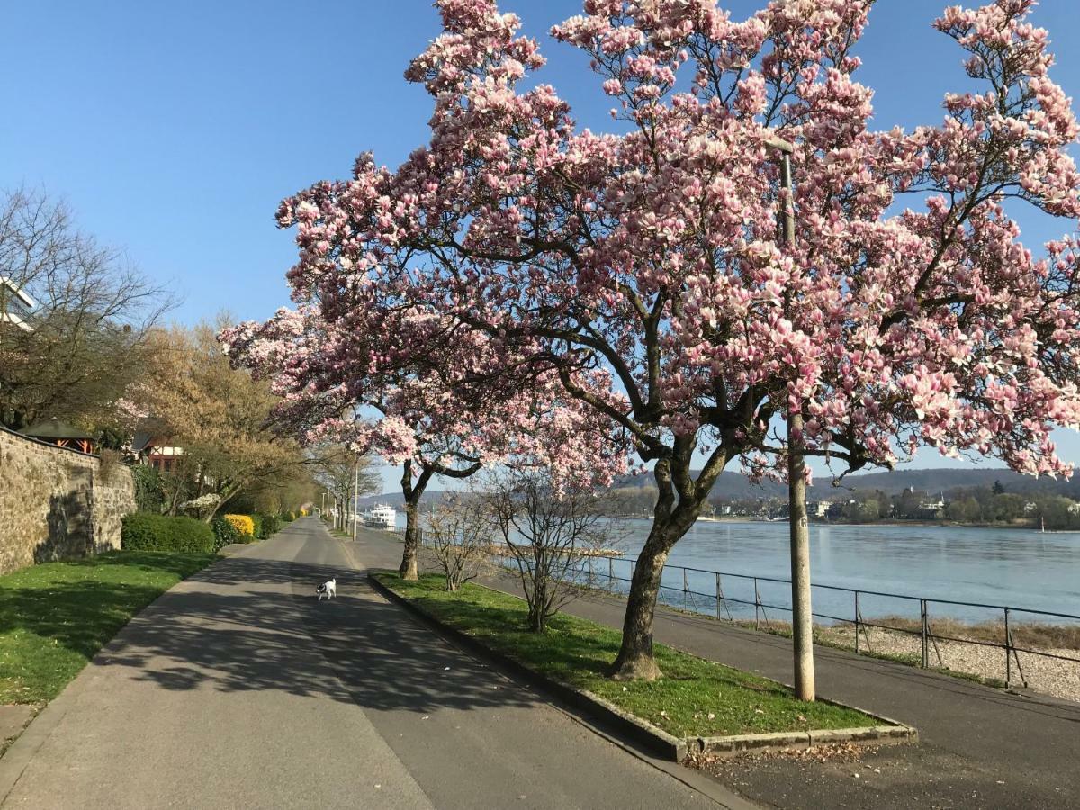 Ferienhaus Rheinperle Mit Garten In Remagen Am Rhein - Naehe Bonn Villa Eksteriør bilde